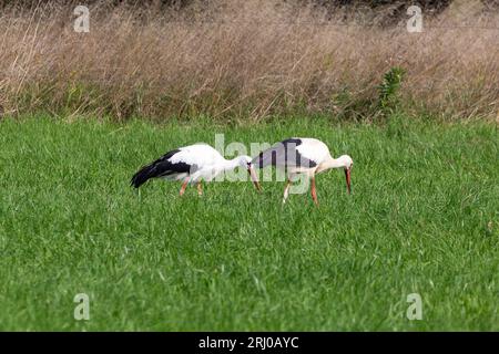 White Storks in Großen-Linden, Hessia, Germany Stock Photo