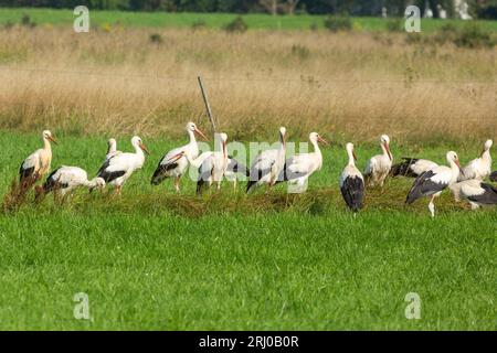 White Storks in Großen-Linden, Hessia, Germany Stock Photo