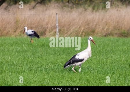 White Storks in Großen-Linden, Hessia, Germany Stock Photo