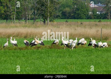 White Storks in Großen-Linden, Hessia, Germany Stock Photo