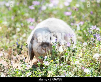 Lop rabbit running in a garden in spring Stock Photo