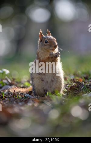 Squirrel posing on the ground with his hands tightly together Stock Photo
