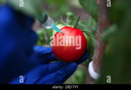 Close-up view of scientist injecting green liquid from syringe into red tomato Stock Photo