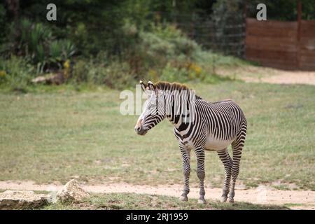 zebra outside fighting against a congener Equus quagga Stock Photo