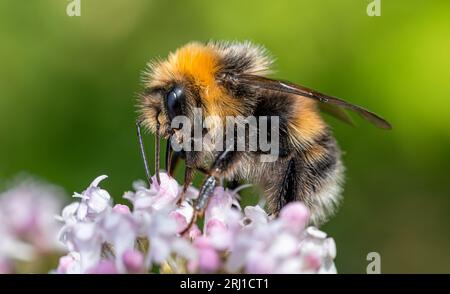 Bumblebee collects nectar from the flower. Close-up macro. Stock Photo