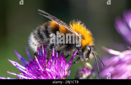 Bumblebee collects nectar from the flower. Close-up macro. Stock Photo