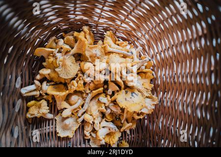 Freshly harvested yellow chanterelles in a wicker basket. Stock Photo