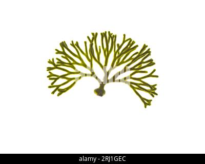 Codium tomentosum or spongeweed algae isolated on white. Velvet horn seaweed. Stock Photo