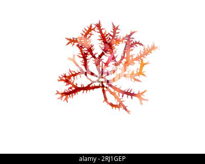 Rhodophyta red algae branch isolated on white. Red seaweed. Stock Photo