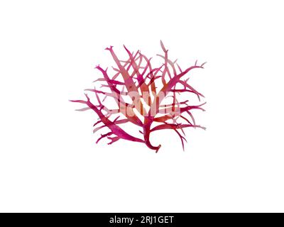 Red algae or rhodophyta branch isolated on white. Red seaweed. Stock Photo