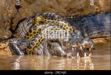 Image result for Cayman (Caiman crocodylus yacare) vs Anaconda (Eunectes murinus ...