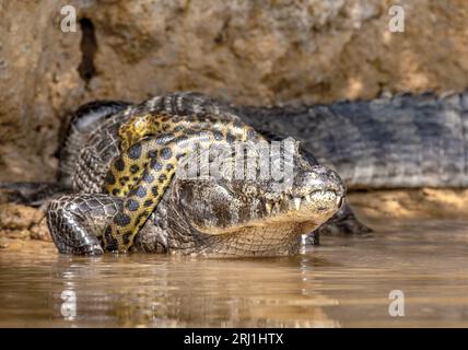 Image result for Cayman (Caiman crocodylus yacare) vs Anaconda (Eunectes murinus ...