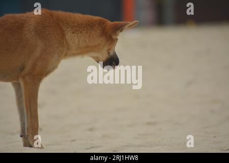 A Dog Roaming around the beach Stock Photo