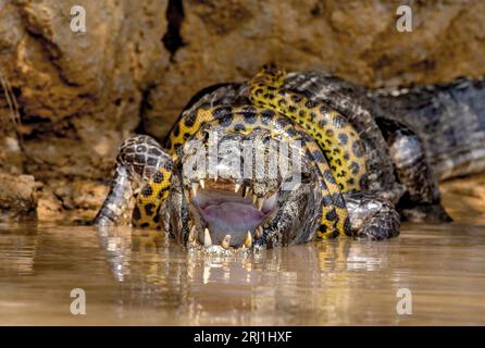 Image result for Cayman (Caiman crocodylus yacare) vs Anaconda (Eunectes murinus ...