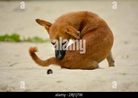 A Dog Roaming around the beach Stock Photo