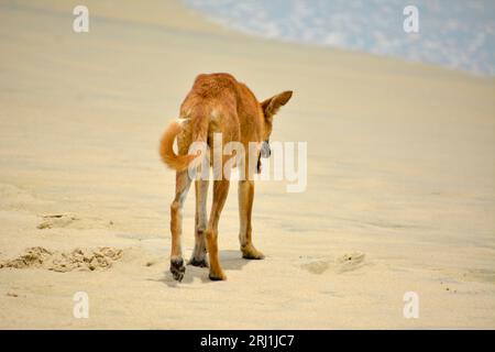 A Dog Roaming around the beach Stock Photo