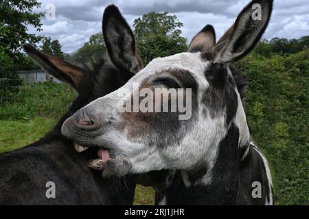 two donkeys touching Stock Photo