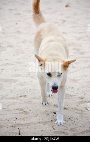 A Dog Roaming around the beach Stock Photo