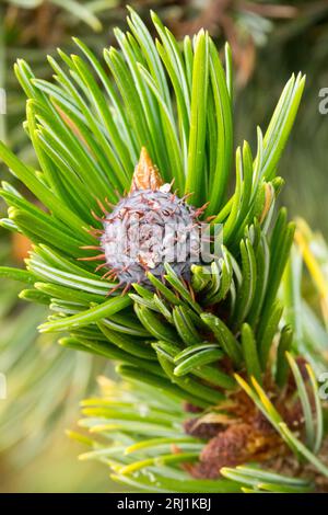 Colorado Bristlecone Pine, Pinus aristata, Coniferous, Pine, Branch, Close up, Needles Stock Photo