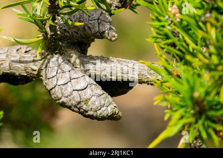 Pinus banksiana Cone Jack Pine Stock Photo