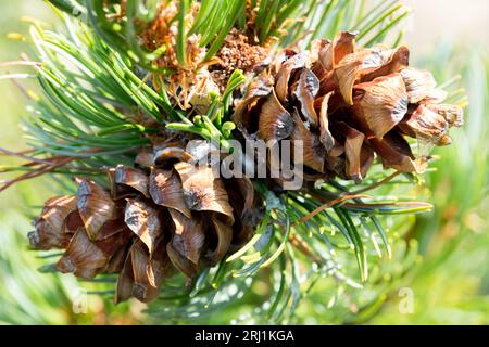 Japanese White Pine, Cones, Pinus parviflora 'Chikuza Goten', Branch, closeup, Needles Stock Photo