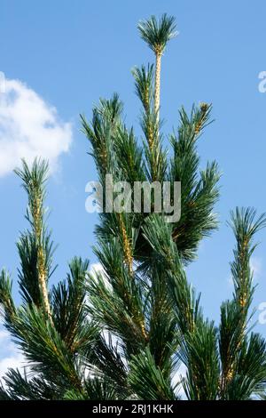 Limber Pine, Pinus flexilis Vanderwolfs Pyramid, Limbertwig, Pine, Rocky Mountain White Pine, tree, branches Stock Photo