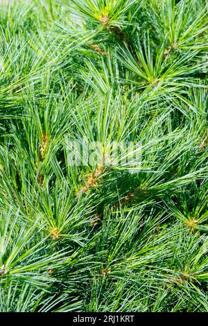 Pine, Foliage, Dwarf Pinus strobus 'Minima' Stock Photo