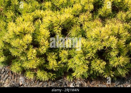 Dwarf Mountain Pine, Pinus mugo 'Ophir' Stock Photo