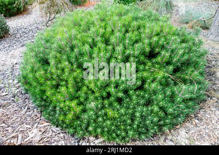 Mountain Pine, Pinus mugo 'Humpy', Garden, Mugo pine Stock Photo