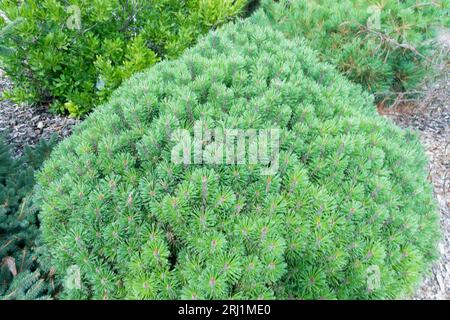 Garden, Pinus mugo 'Red Robe', Small, Pine, Cultivar, Mountain Pine, Dwarf conifer Stock Photo