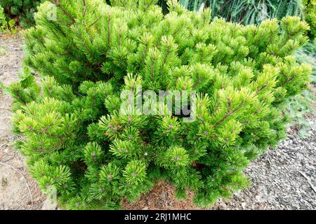 Mountain Pine, Pinus mugo 'Little Gold Star' summer colour Stock Photo