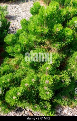 Garden, European Black Pine, Pinus nigra 'Helga', Pine, Plant Stock Photo