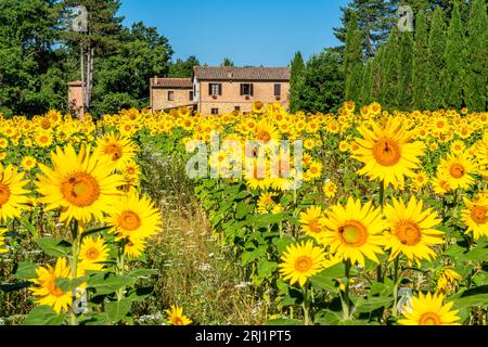 Beautiful sunflower field near the San Galgano Abbey. Province of Pisa, Tuscany, Italy. Stock Photo