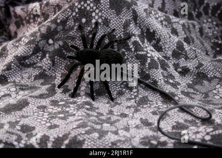 Black spider on a background that simulates a tissue Stock Photo