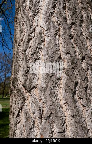 Ginkgo biloba textured bark Stock Photo