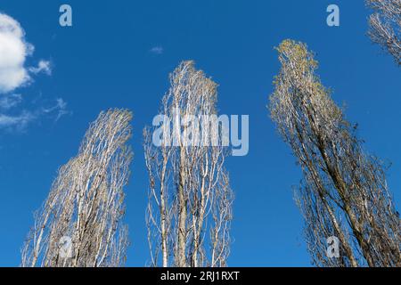 Populus nigra italica silhouette Stock Photo