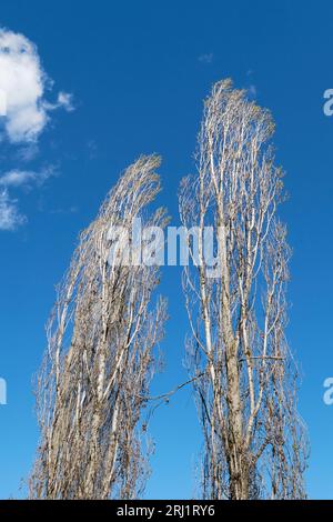 Populus nigra italica silhouette Stock Photo