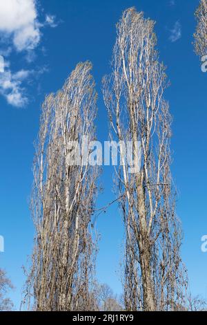 Populus nigra italica silhouette Stock Photo
