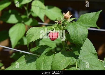 raspberry on the plant Stock Photo