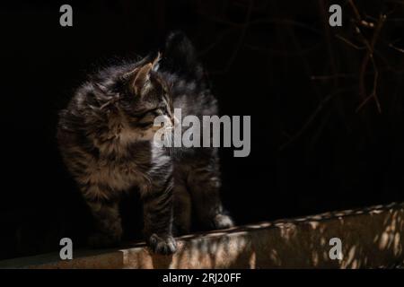 A newborn stray cat kitten in the nest. Stock Photo