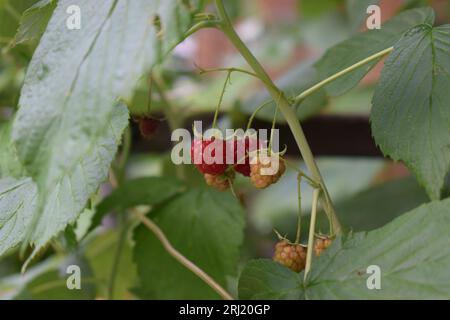 raspberry on the plant Stock Photo