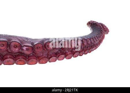 octopus tentacles isolated on white background Stock Photo - Alamy