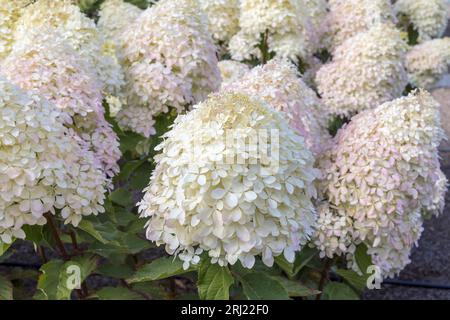 Close-up of large clusters of Panicle hydrangeas also Hydrangea paniculata in a garden setting. Stock Photo