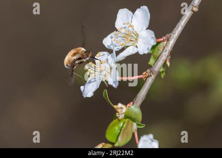 Bee-fly visiting a flowering pear tree in early spring Stock Photo