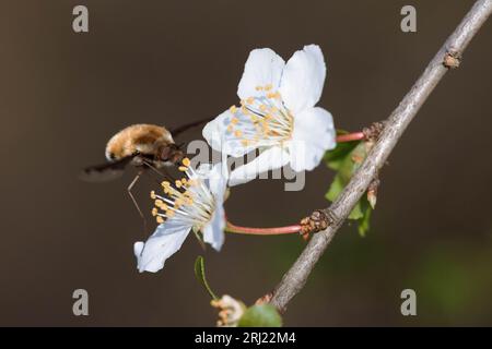 Bee-fly visiting a flowering pear tree in early spring Stock Photo