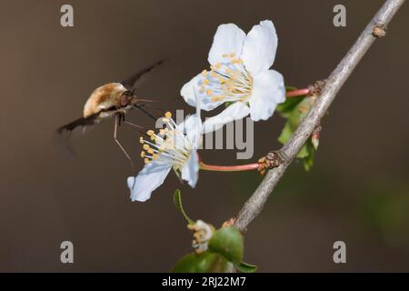 Bee-fly visiting a flowering pear tree in early spring Stock Photo