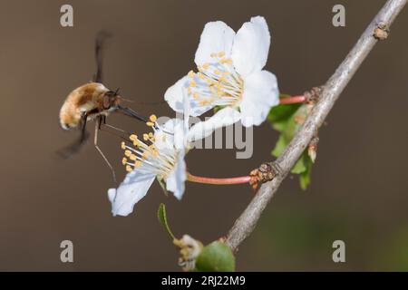 Bee-fly visiting a flowering pear tree in early spring Stock Photo