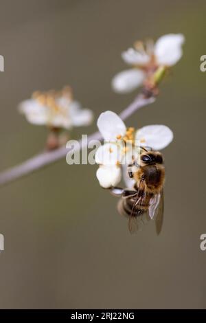 Bee-fly visiting a flowering pear tree in early spring Stock Photo