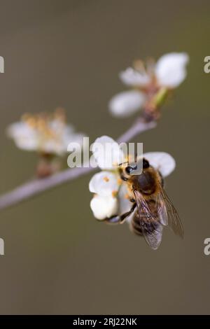 Bee-fly visiting a flowering pear tree in early spring Stock Photo