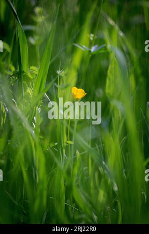 Acker-Hahnenfuß, Ranunculus arvensis, field buttercup, in meadow Stock Photo